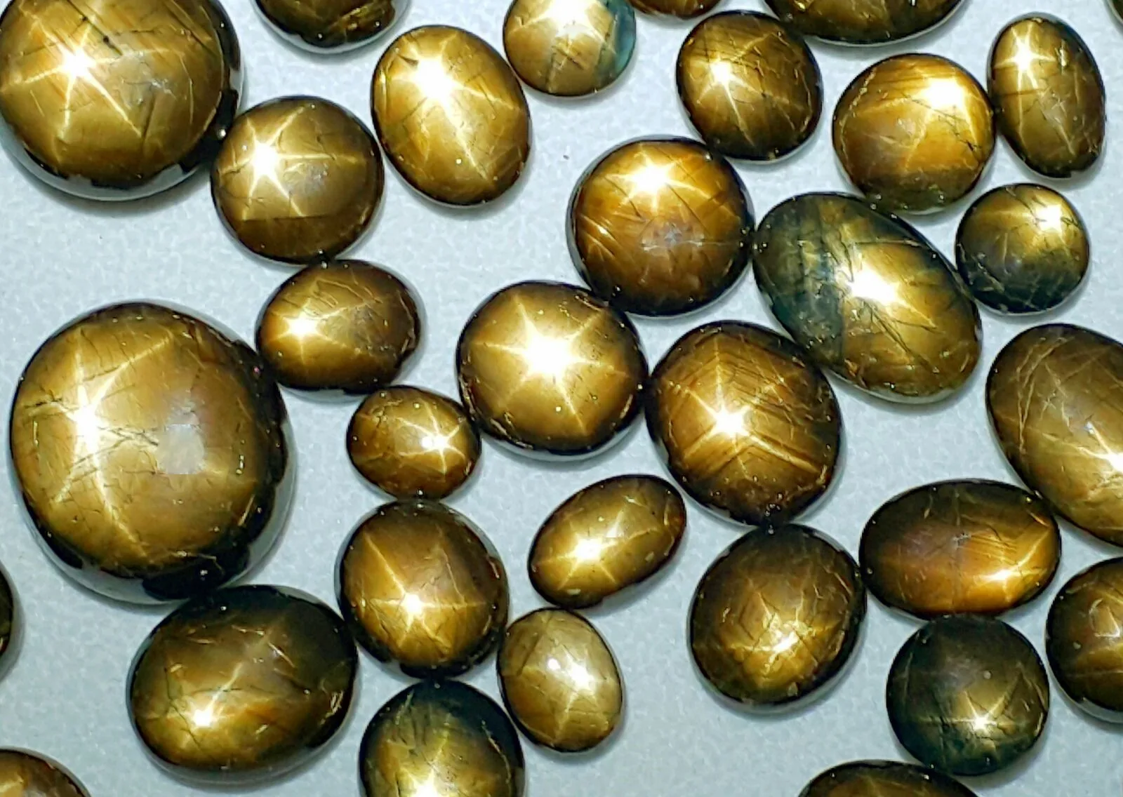 A row of gold sheen star sapphire cabochons, each dome carrying a pale six-rayed star