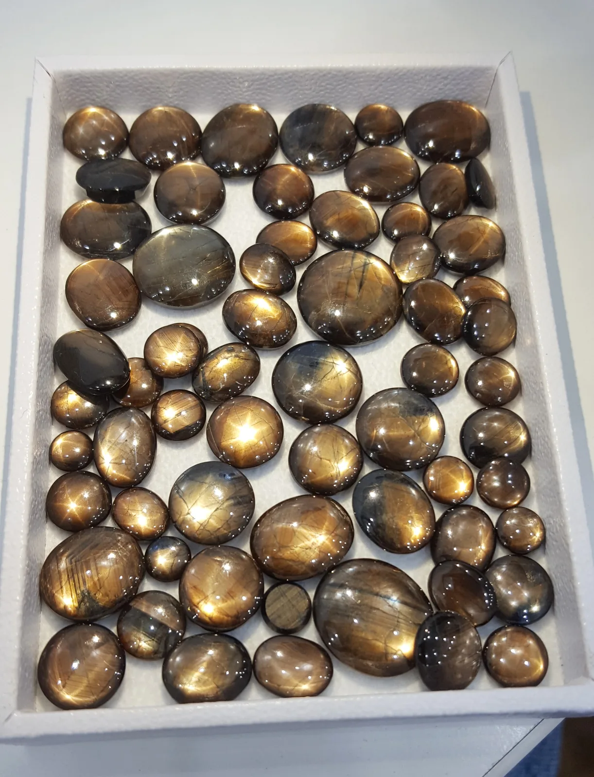 A tray of gold sheen star sapphire cabochons in many sizes, each with a star on the dome