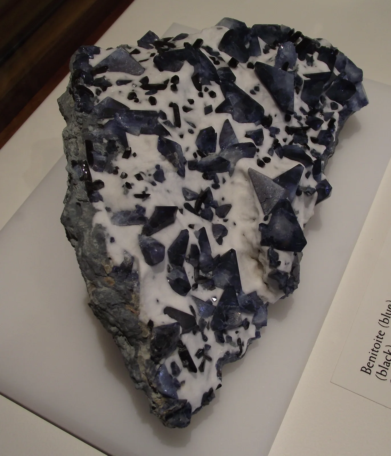 Blue triangular benitoite crystals with black neptunite blades in white natrolite, a museum specimen from San Benito County