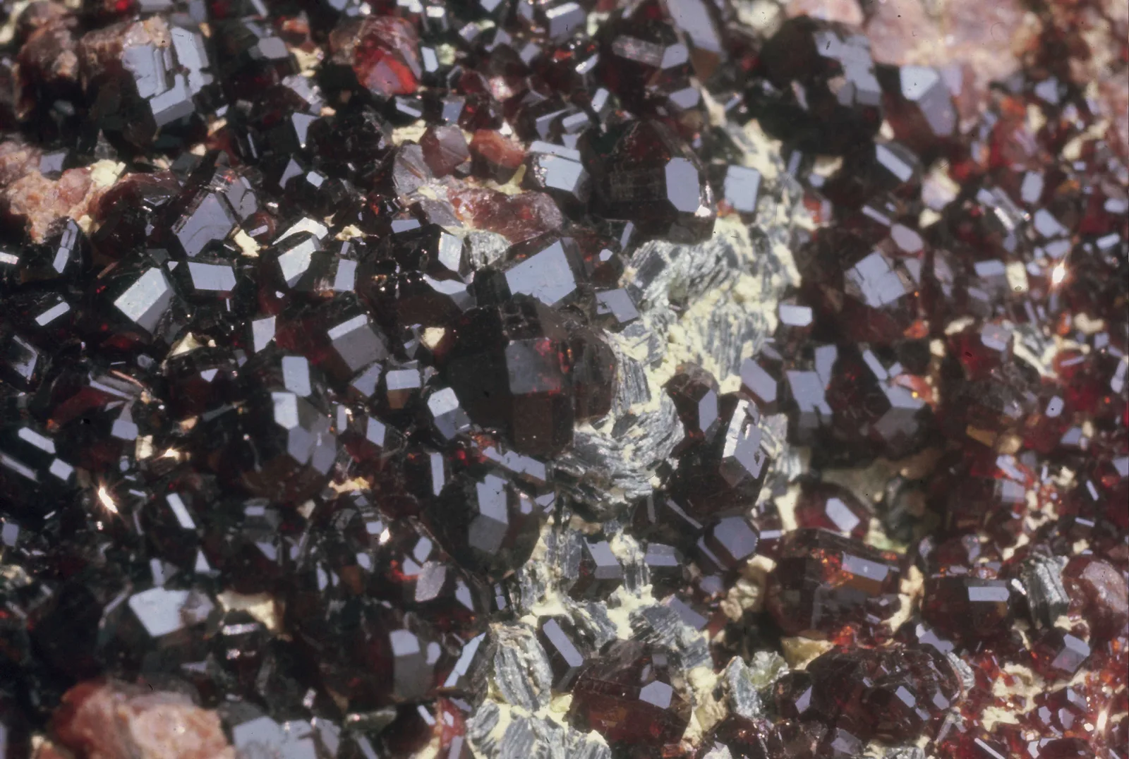 A cluster of cinnamon-orange hessonite crystals with glassy faces on a white ground