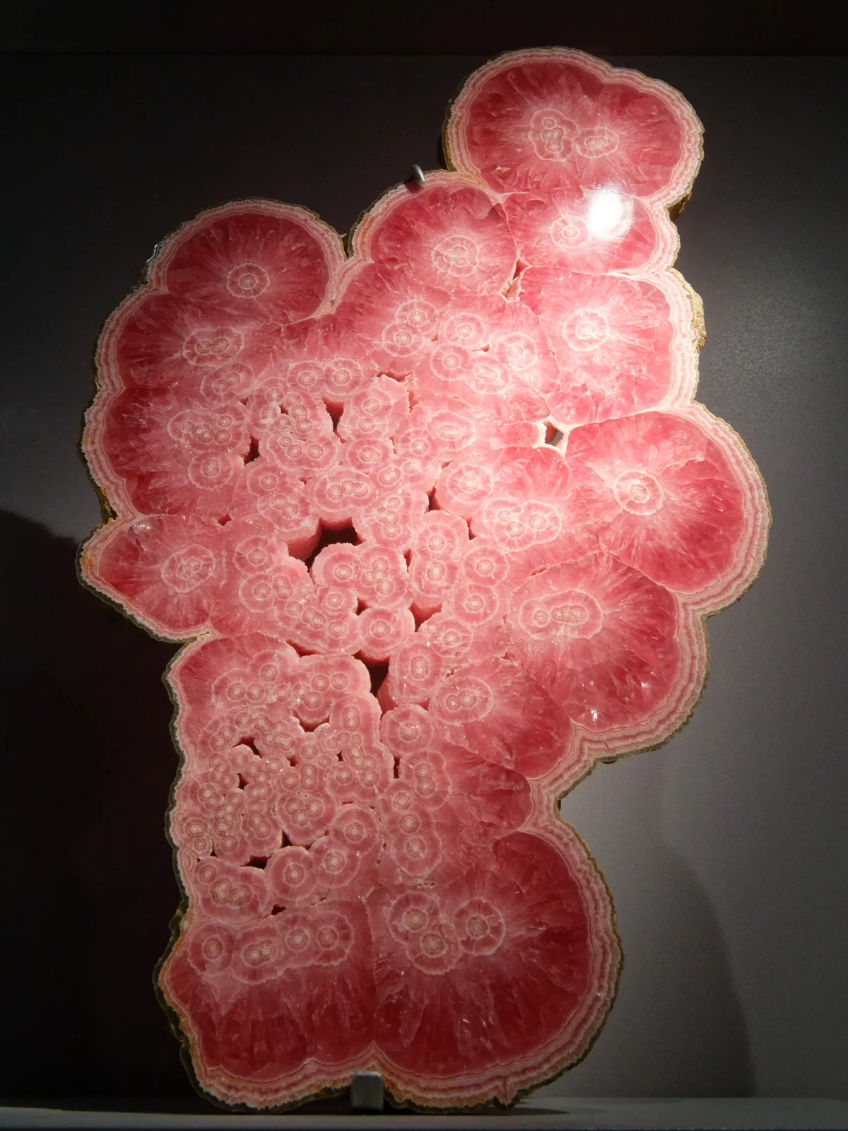Polished rhodochrosite stalactites from Capillitas, banded pale pink and rose, a museum slice on a dark ground